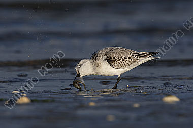 Sanderling Calidris alba