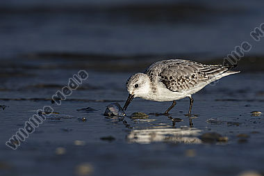 Sanderling Calidris alba