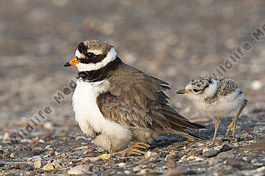 Sandregenpfeifer Charadrius hiaticula