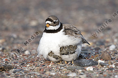 Sandregenpfeifer Charadrius hiaticula