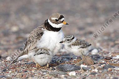 Sandregenpfeifer Charadrius hiaticula