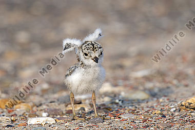 Sandregenpfeifer Charadrius hiaticula
