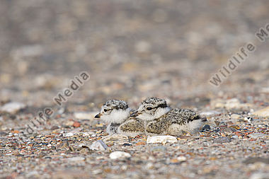Sandregenpfeifer Charadrius hiaticula