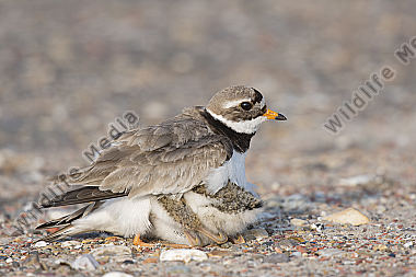 Sandregenpfeifer Charadrius hiaticula