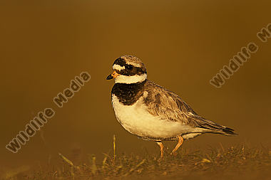 Sandregenpfeifer Charadrius hiaticula