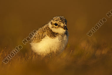 Sandregenpfeifer Charadrius hiaticula
