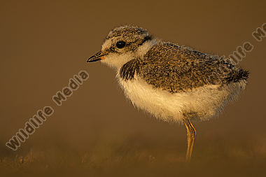 Sandregenpfeifer Charadrius hiaticula