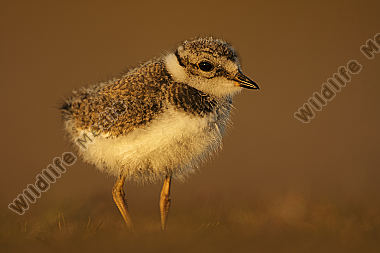 Sandregenpfeifer Charadrius hiaticula