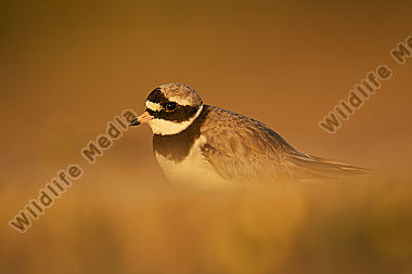 Sandregenpfeifer Charadrius hiaticula