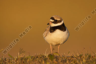Sandregenpfeifer Charadrius hiaticula