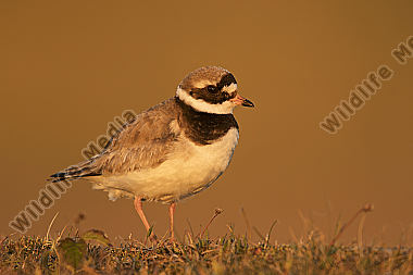 Sandregenpfeifer Charadrius hiaticula