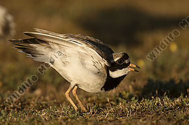 Sandregenpfeifer Charadrius hiaticula