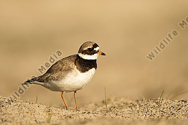 Sandregenpfeifer Charadrius hiaticula