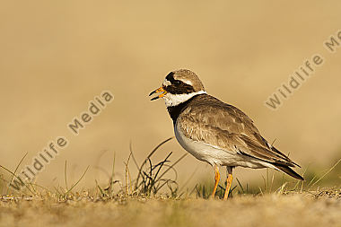 Sandregenpfeifer Charadrius hiaticula