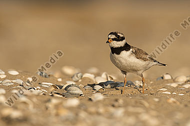 Sandregenpfeifer Charadrius hiaticula