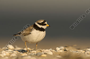 Sandregenpfeifer Charadrius hiaticula