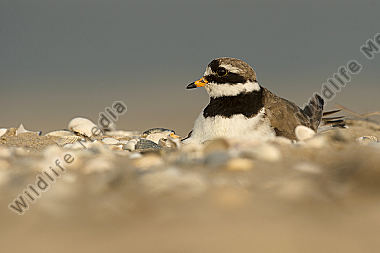 Sandregenpfeifer Charadrius hiaticula