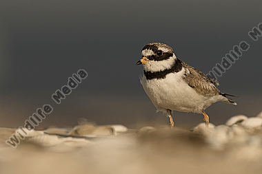 Sandregenpfeifer Charadrius hiaticula