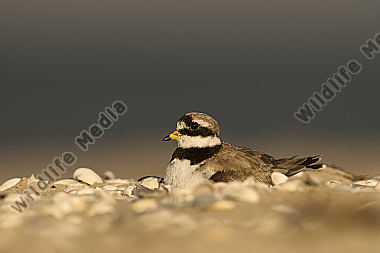 Sandregenpfeifer Charadrius hiaticula