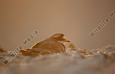 Sandregenpfeifer Charadrius hiaticula