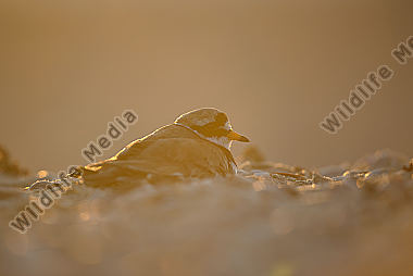 Sandregenpfeifer Charadrius hiaticula