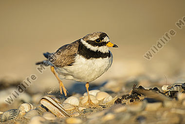 Sandregenpfeifer Charadrius hiaticula