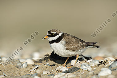 Sandregenpfeifer Charadrius hiaticula