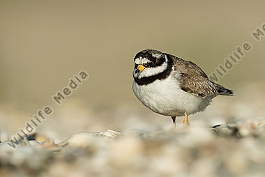 Sandregenpfeifer Charadrius hiaticula