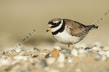 Sandregenpfeifer Charadrius hiaticula