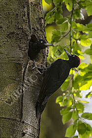 Schwarzspecht Dryocopus martius