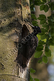 Schwarzspecht Dryocopus martius