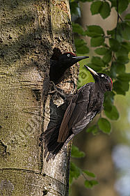 Schwarzspecht Dryocopus martius