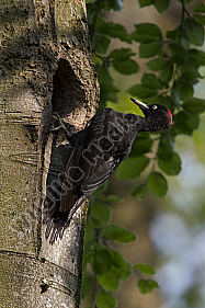 Schwarzspecht Dryocopus martius