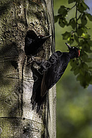 Schwarzspecht Dryocopus martius