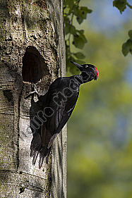 Schwarzspecht Dryocopus martius