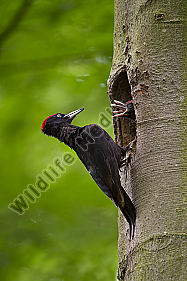 Schwarzspecht Dryocopus martius