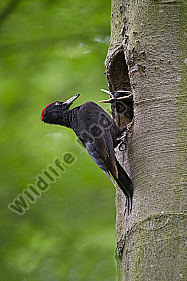 Schwarzspecht Dryocopus martius