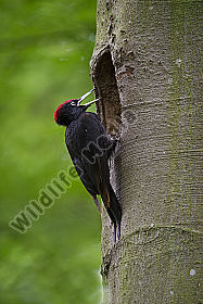 Schwarzspecht Dryocopus martius