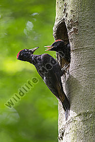 Schwarzspecht Dryocopus martius an der Bruthöhle mit Jungvogel