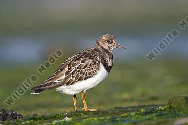 Steinwälzer Arenaria interpres