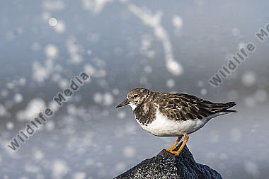 Steinwälzer Arenaria interpres
