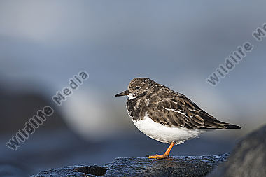 Steinwälzer Arenaria interpres