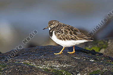 Steinwälzer Arenaria interpres