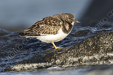 Steinwälzer Arenaria interpres