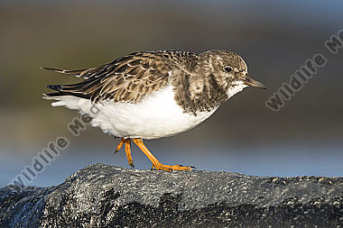 Steinwälzer Arenaria interpres
