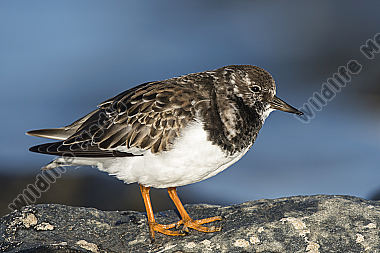 Steinwälzer Arenaria interpres