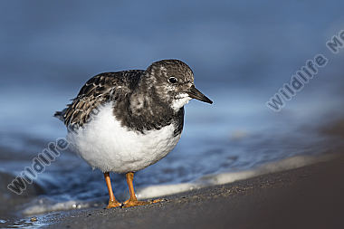 Steinwälzer Arenaria interpres