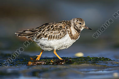 Steinwälzer Arenaria interpres