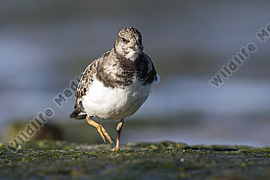 Steinwälzer Arenaria interpres