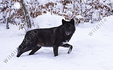 Timberwolf Canis lupus lycaon